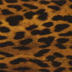 Gepard mit gelben Hintergrund I-141 Starterset Klein in 50 cm Breite