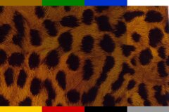 Gepard mit gelben Hintergrund I-141 in 50 cm Breite